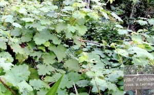 Vigne marronne : Les fraisiers sous surveillance Vigne marronne : Les fraisiers sous surveillance