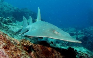 Un Requin Guitare