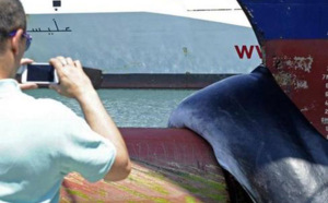 Insolite : Une baleine reste coincée à la proue d'un cargo Insolite : Une baleine reste coincée à la proue d'un cargo