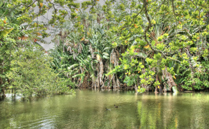 Le jardin de Pamplemousse, image d'archives Le jardin de Pamplemousse, image d'archives