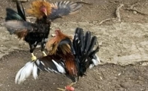 Pas-de-Calais : Un combat de coqs annulé sous la pression d'une association Pas-de-Calais : Un combat de coqs annulé sous la pression d'une association