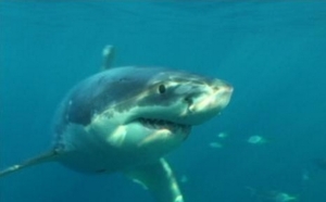 Nouvelle attaque mortelle d'un requin en Californie