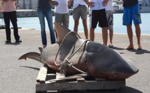 Produits à base de requin: Une idée déjà dans les tiroirs de la Chambre des métiers Produits à base de requin: Une idée déjà dans les tiroirs de la Chambre des métiers