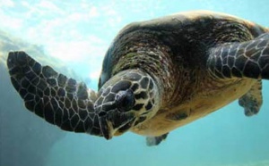 13/01/2012: Kélonia relâche cinq tortues arrivées dans un mauvais état 3646416-5339084