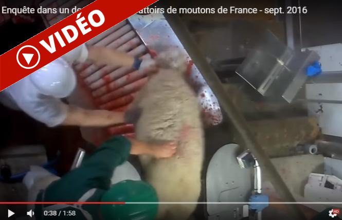 [Vidéo choc] Aïd el-Kebir : Des moutons égorgés à vif