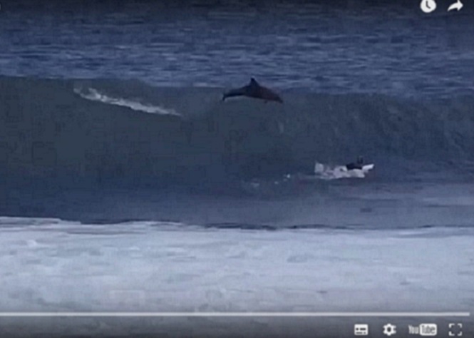 [Vidéo] Australie : Un dauphin saute et percute un surfeur