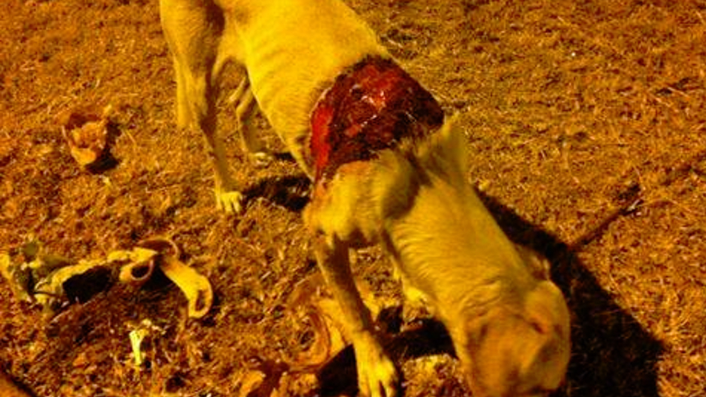 Maltraitance animale: Un chien retrouvé grièvement brûlé