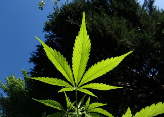 Terra Nova réclame la légalisation du cannabis