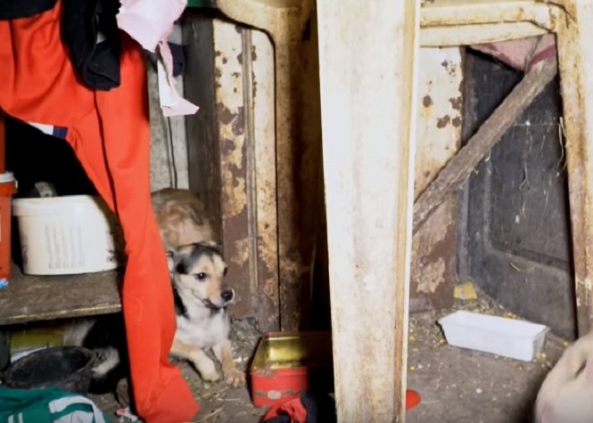 [Vidéo] Bretagne : 89 animaux maltraités récupérés par une association