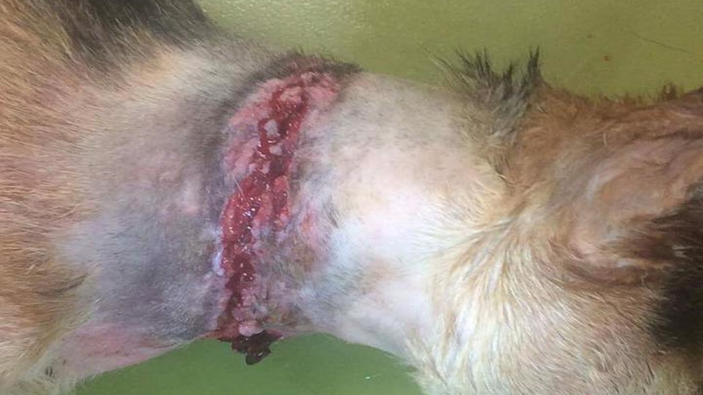 Etang-Salé: Une jeune chienne retrouvée avec des chaines et un collier étrangleur incrustés dans ses chairs