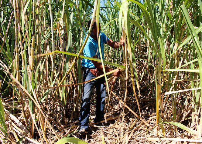 La filière canne-sucre: Un poids dans l’économie modeste mais prédominant dans l'exportation