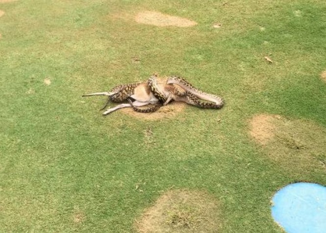 Australie : Un python géant avale un wallaby sur un parcours de golf