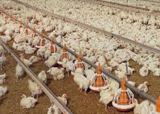 Grippe aviaire : 210 000 volailles à abattre au Japon