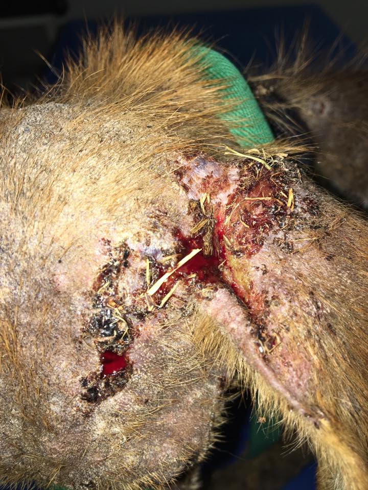 [Images chocs] Ce jeune chien errait dans St-Paul, souffrant d'une infection sur tout le corps