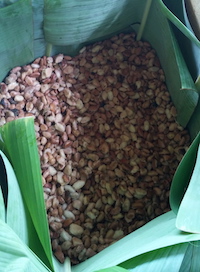 Formés à Madagascar, des planteurs réunionnais misent désormais sur le cacao