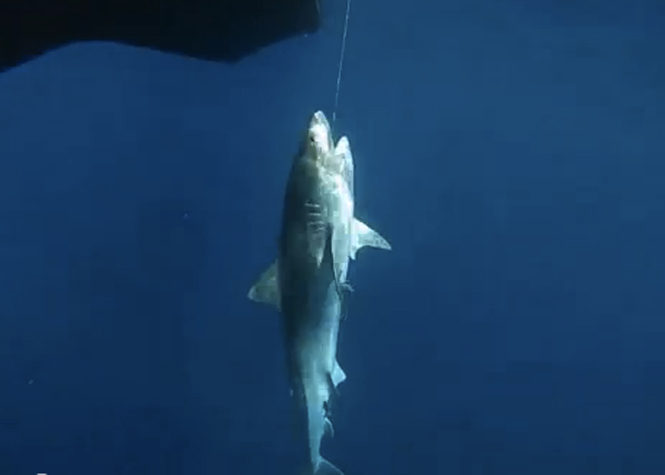 La FEDOM veut la levée de l’interdiction de consommer et de commercialiser la chair de requin