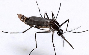 Chikungunya : la technique de l'insecte stérile pourrait être testée à La Réunion en 2015