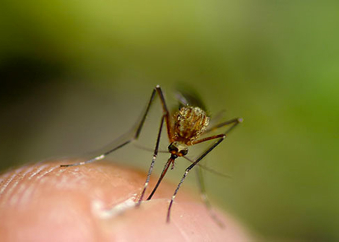 Dix cas de dengue signalés à La Réunion depuis le début de l'année