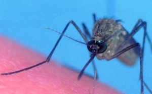 Recrudescence de cas de paludisme importés à la Réunion