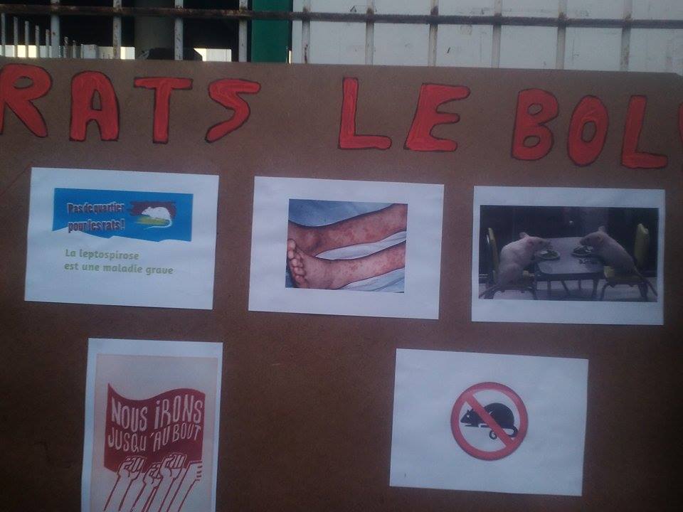 Saint-Louis: Des rats dans l'école Raphaël Barquisseau déclenchent la colère des parents