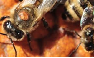 Ruches menacées par le varroa:  5 nouveaux foyers confirmés