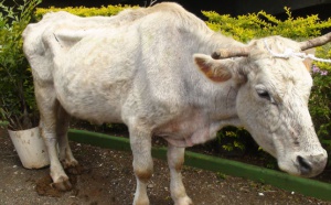 Le “coup vache” des éleveurs à Jean-Yves Minatchy