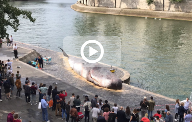 Paris: Une baleine échouée sur les quais de Seine