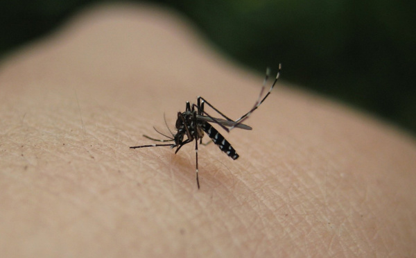 Dengue : 5 nouveaux cas signalés en 15 jours