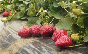 Montvert-Les-Hauts accueille la 12ème édition de la Fête des fraises