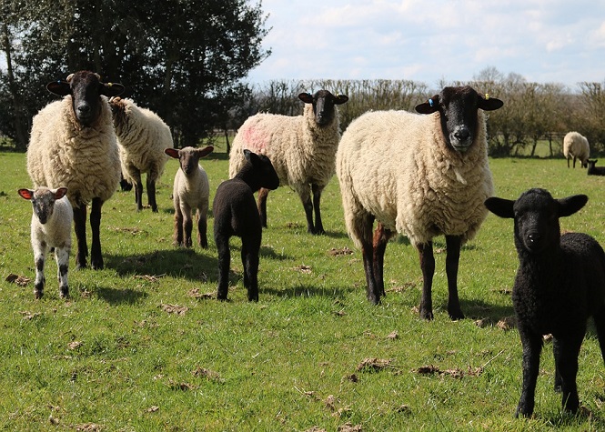 Alsace: Un agriculteur placé en garde à vue pour l'abattage clandestin de moutons pour l'Aïd 