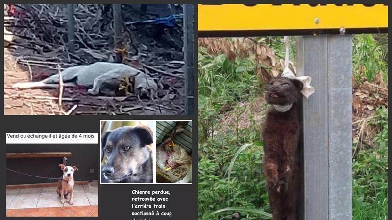 Maltraitance animale : Une pétition lancée en ligne pour dire "stop" aux extrêmes