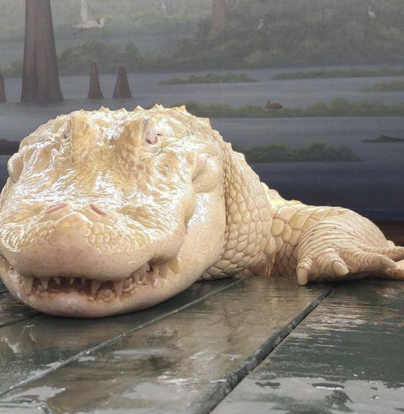 Insolite : Un crocodile blanc de 2,20 m