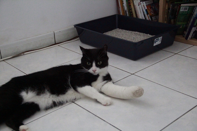 Une chatte victime d'un tir à balles réelles : Trois semaines de plâtre pour "Minou"