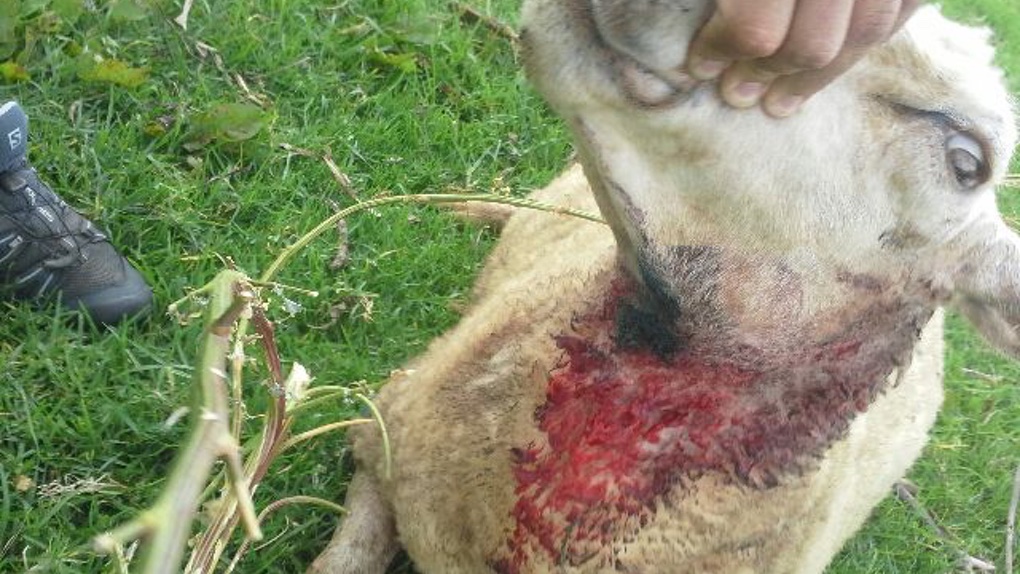Moutons, brebis, lapins, poulets tués : "Un véritable carnage" au Piton Hyacinthe
