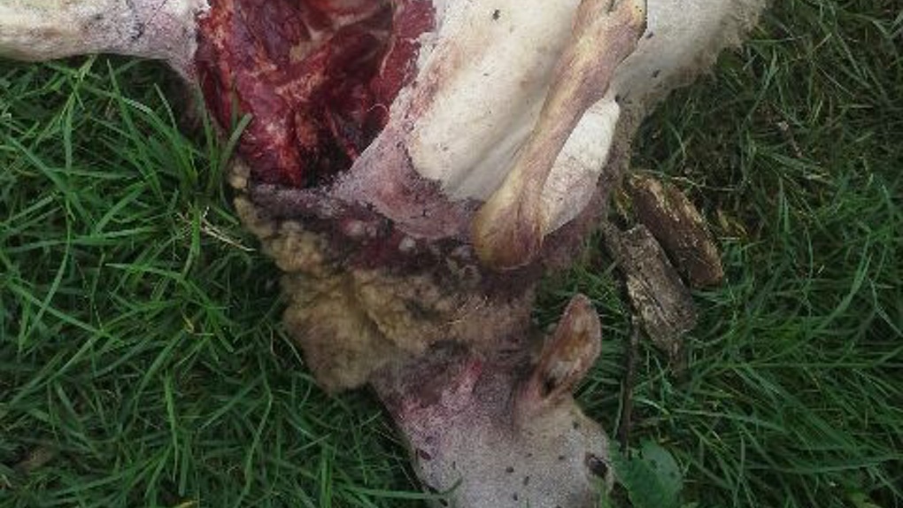 Moutons, brebis, lapins, poulets tués : "Un véritable carnage" au Piton Hyacinthe