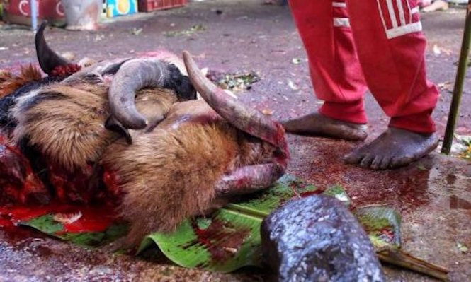 Une pétition demande la fin des sacrifices d'animaux lors des cérémonies tamoules