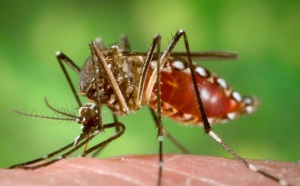 Comme un moustique sans ailes... contre la dengue