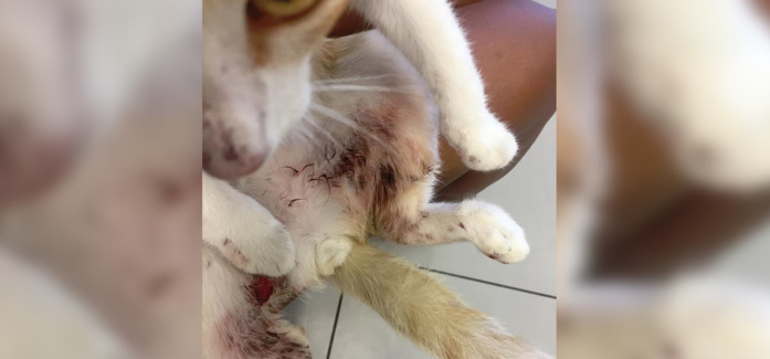 Maltraitance animale: Elle retrouve son chaton blessé par des hameçons