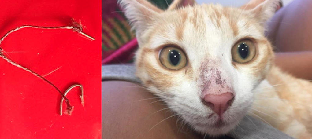 Maltraitance animale: Elle retrouve son chaton blessé par des hameçons