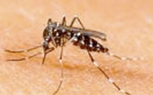 19 cas de chikungunya et 2 de dengue