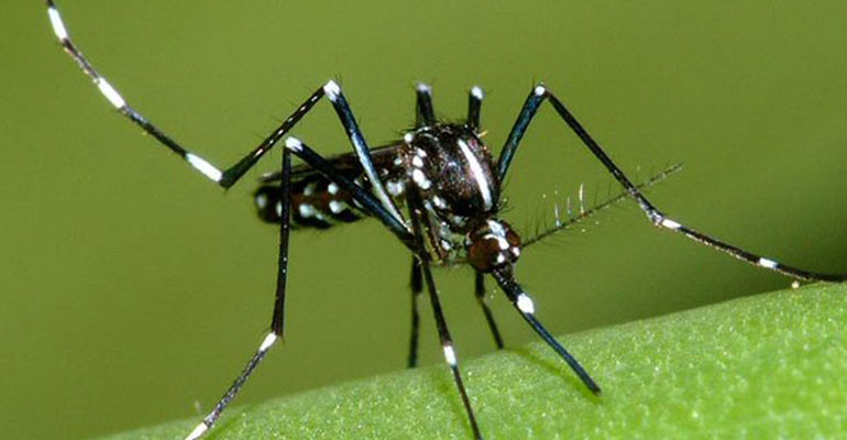 Dengue : l’accès Sentier Bassin Vital est interdit temporairement
