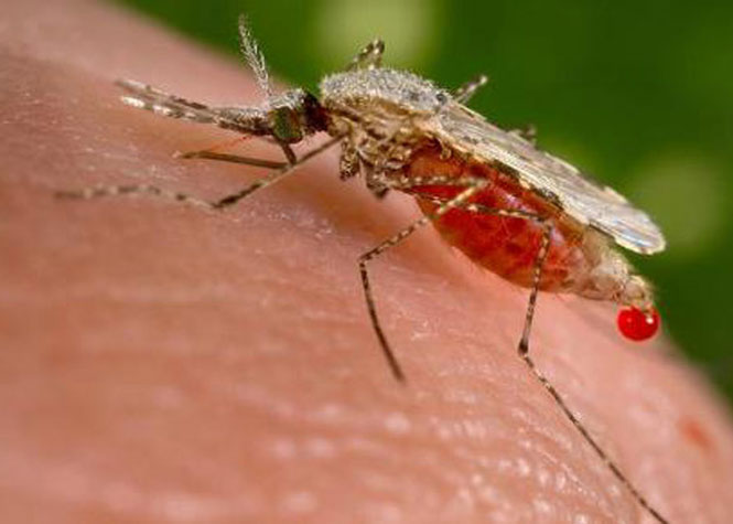 Dengue : Une Réunionnaise rentrant de La Réunion touchée dans la région parisienne
