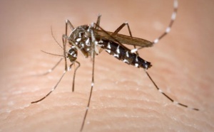 61 cas confirmés de chik et un cas de dengue