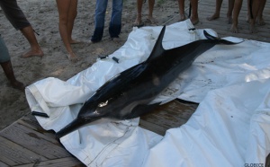Un dauphin retrouvé mort dans le lagon de la Saline
