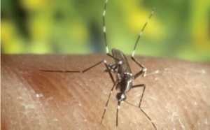 L'épidémie de chikungunya à St-Paul endiguée