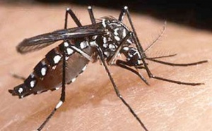 Antilles : Réunion de crise à Matignon sur l'épidémie de dengue