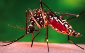 La dengue menace La Réunion