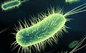 Nouvelles bactéries : Vers une crise sanitaire majeure ?