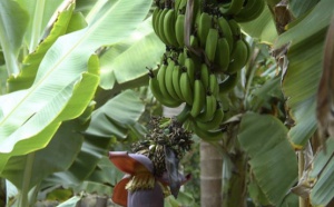 La banane antillaise fait dans le "durable"