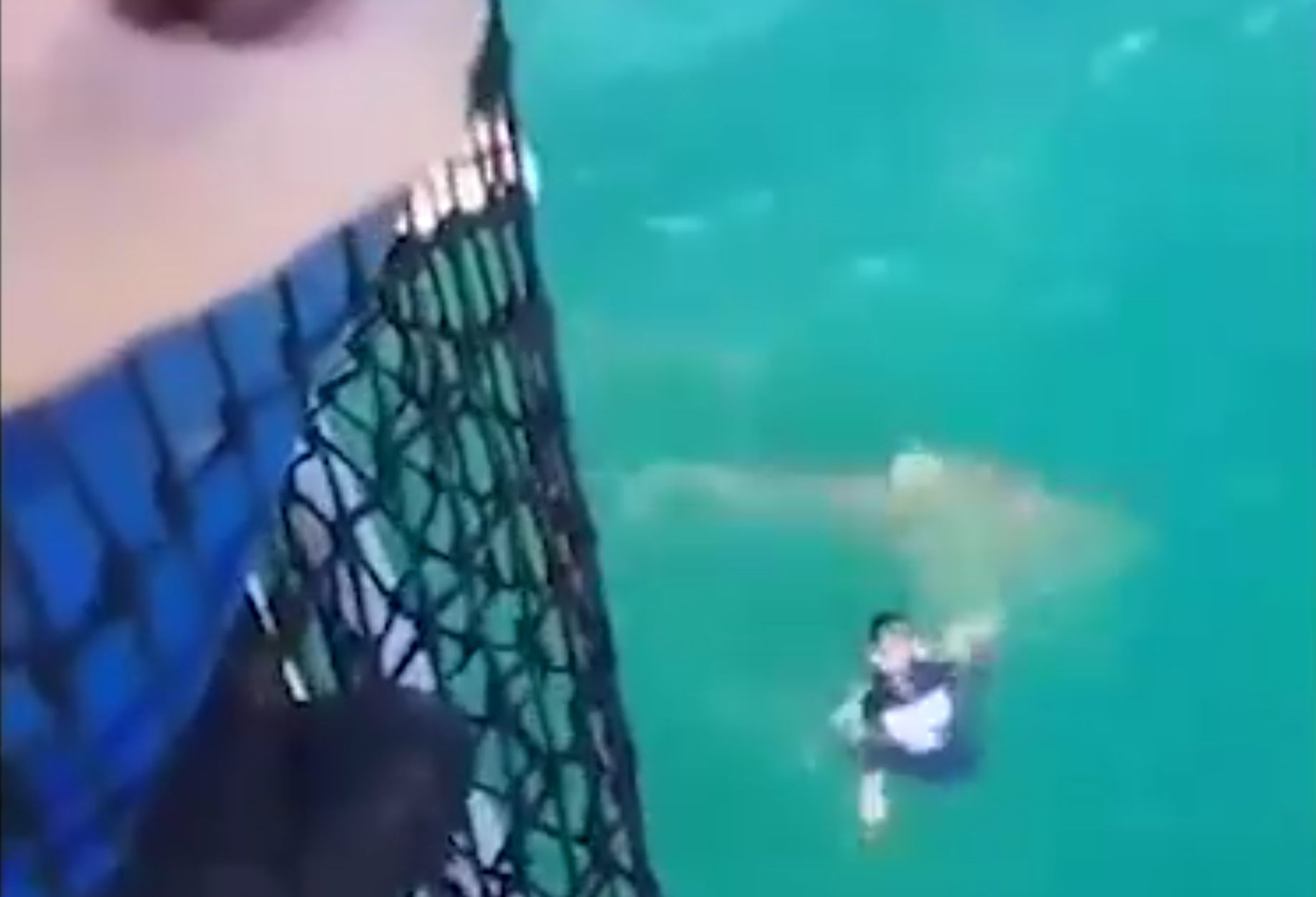 (Vidéo) Quand un marin se fait attaquer par un requin bouledogue